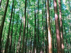 -山王坪喀斯特国家生态公园