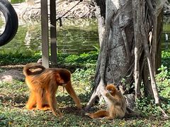 -深圳野生动物园