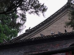 -洛阳白马寺