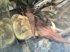 -上海大自然野生昆虫馆(东方明珠·爬宠昆虫探索中心)