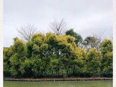 -大湾区中央湿地公园