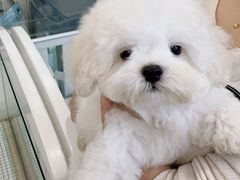 -萌宠之家·腊肠犬·马尔泰·小体犬舍