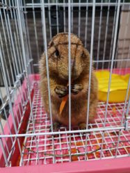 -Moni星球萌宠·小马宝莉·灵蛇·高端高阶全萌宠互动体验俱乐部(红豆国际广场店)