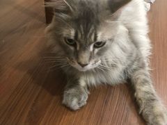 -楼上猫咖(罗湖店)