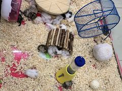 -钓仓鼠(洋桥北里小区店)