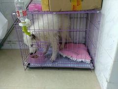 -艾吉宠物医院·疑难杂症转诊中心·猫友好(碧江路院)