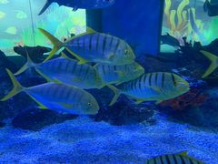 -常州海昌海洋探索馆