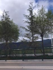 -纳帕海依拉草原