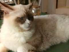 -喵喵咪呀布偶猫咖(春熙路店)