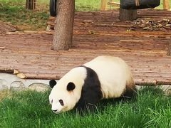 -西安秦岭野生动物园