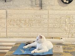 -平行世界·猫咖(首经贸店)