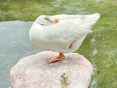 -龙华寺