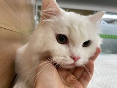 -爱侣宠医·鹦鹉专科·小型哺乳类·异宠专科(灵石路店)