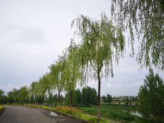 -洨河生态公园