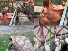 -灵玲国际马戏城