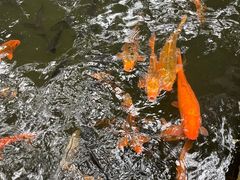 -海南热带野生动植物园