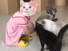 -鼓捣猫呢主题猫咖店