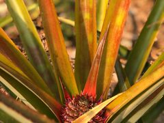 -中国科学院西双版纳热带植物园