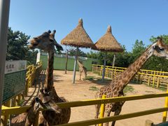 -西霞口神雕山野生动物世界