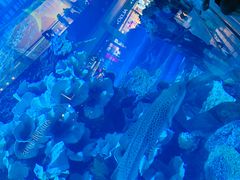 -迪拜水族馆及水下动物园