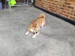 -柴犬高等学院·狗咖·柴犬售卖·宠物训练