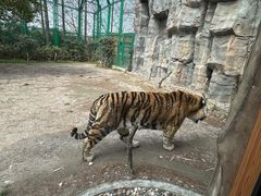 -上海野生动物园老虎餐厅