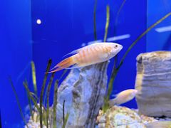 -上海海洋水族馆