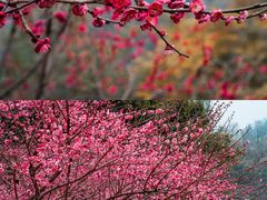 -重庆彩云湖湿地公园