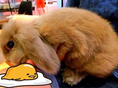 -藦茜花园宠物主题亲子互动体验馆(国顺东路店)