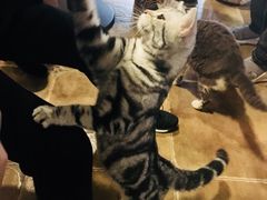 -共舞时光猫咖·狗咖(新街口店)
