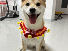-瑞派·关忠动物医院·猫专科·犬专科(三环新城店)