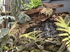 -Fern Forest Cafe