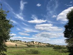 -乌兰布统景区-白桦林