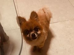 -彩虹桥宠物火化殡葬善终服务(金乐大厦店)