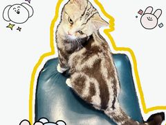 -猫小院猫主题餐厅(南锣旗舰店)