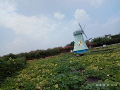 南瓜田-武汉紫薇都市田园