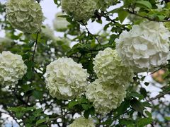 -大龙山(地铁站)