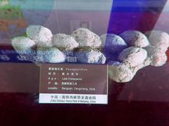 -中国西峡恐龙遗迹园