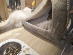 -屋虎猫馆(宝安大仟里店)