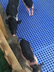 -萌宠亲子动物乐园(槐房万达店)