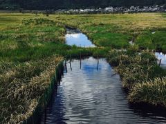 -腾冲北海湿地