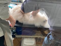 -糯米喵星人总部直营旗舰店·猫舍·幼猫出售