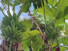 -云溪植物园