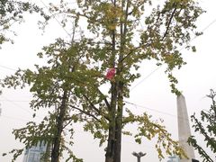 -百林公园-两江幸福广场