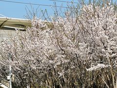 -外高桥保税区南(地铁站)