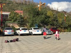 -塔尔寺菩提树