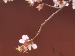 -桃花堤公园