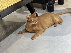 -琪喵猫屋·撸猫猫咖·猫舍