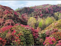 -贵州百里杜鹃风景名胜区
