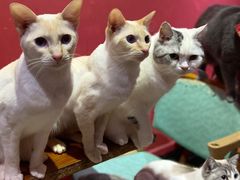 -猫色咖啡·猫咖